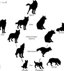 Ranks In A Pack Wolf Dog Wolf Love Wolf Pack