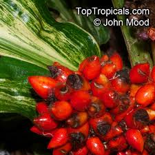 Image result for Palisota