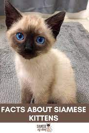 Facts About Siamese Kittens In 2021 Siamese Cats Facts Siamese Kittens Siamese Cats