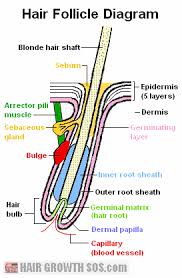All treatments are performed by our team of fully uk trained and qualified plastic surgeons. Basic Hair Structure Hair Follicle And Hair Shaft Function