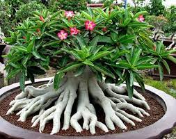 Pin On Garden