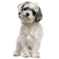 Check spelling or type a new query. Maltese Shih Tzu Dog Breed Information Temperament Health