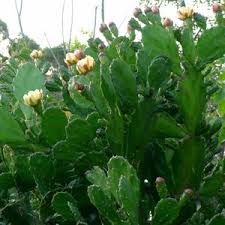 Image result for Opuntia monacantha