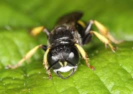 Image result for Crabbea velutina