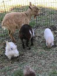 Let us know in the comments below! Ponies Petting Zoo Of Miami Fl