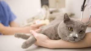Spaying A Cat In Heat