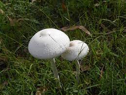 The app also has an identification mode which allows you to filter mushrooms based on characteristics such as fungi type, cap shape, size and other physical and environmental identifiers. Any Help In Id Psychedelics Society