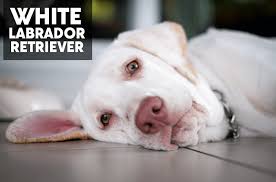 We specialize in breeding beautiful white english polar bear labradors, which are the lightest shade of ckc registered yellow labradors. White Lab Interesting Information About White Labradors The Labrador Dog