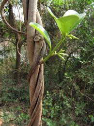 Image result for Cryptolepis cryptolepioides