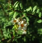 Image result for Selago anatrichota × goetzei