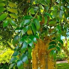 Image result for Nageia nagi