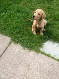 Akc/ekc registered males & females from championship lines. English Cream Golden Retriever Puppies Pets And Animals For Sale Spokane Wa