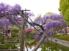 Pin On Wisteria Trellis