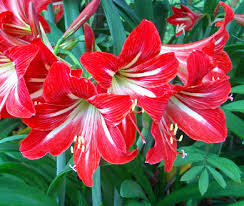 Image result for Hippeastrum sp. cultivars