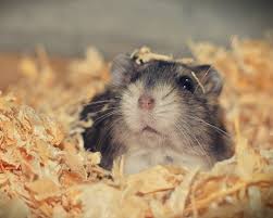 Alors certes, l'on figure parmi ceux qui peuvent vivre assez longtemps : Combien De Temps Vit Un Hamster Le Blog De La Ferme