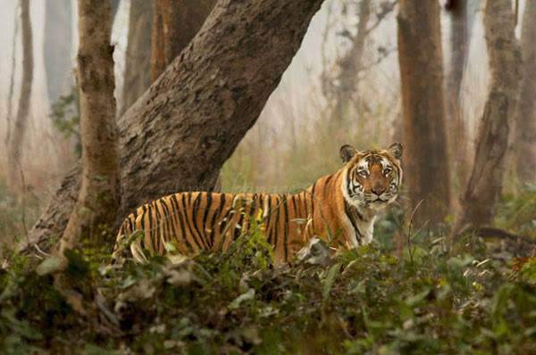Sundarbans National Park Image 2