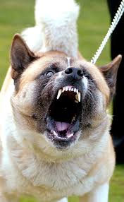A japanese strain, commonly called akita inu. Dog Owner Jailed After American Akita Savaged Two Men Bradford Telegraph And Argus