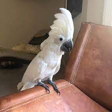 Baby Umbrella Cockatoo Buy Parrots United States Us Parrot Farm