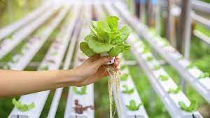 Budidaya tanaman dengan menerapkan hidroponik kini semakin diminati oleh masyarakat. Tips Cara Jenis Bercocok Tanam Hidroponik Untuk Pemula Tirto Id