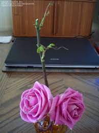 Depending on the size and structure of the seed it may take 3 to 21 days for sprouting for example mung bean seeds sprout with in 3 days whereas date palm seeds take 21 days to sprout. Roses Cut Rose Bouquet Stems Sprouting New Growth 1 By Toni5735