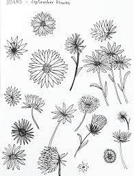 Image Result For Aster Flower Drawing Illustration Tatuaje De Aster Tatuajes Caballito De Mar