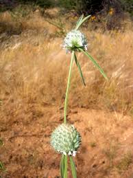 Image result for Acrotome inflata