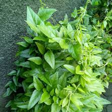 Check spelling or type a new query. Jual Bahan Cincau Daun Cincau Hijau Taiwan Fresh Di Lapak Lioes Bukalapak