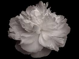 Choose your favorite white flower paintings from 50,886 available designs. Mae Curates Photography Large Scale Abstract Black And White Flower Series Peony For Sale At 1stdibs