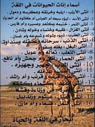 Pin By Ređ Roṥe On لغتي هويتي Learn Arabic Language Beautiful Arabic Words Learning Arabic