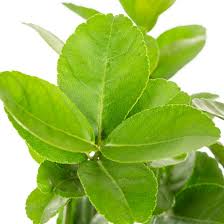 Image result for Citrus × aurantiifolia