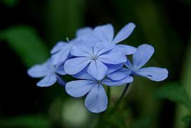 Check spelling or type a new query. Plumbago Austin Native Landscaping