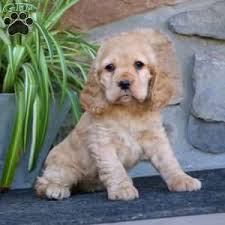 All our dogs ofa health tested. Cocker Spaniel Puppies For Sale Greenfield Puppies