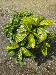 Image result for Sanchezia