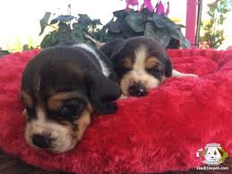 Beagle Yavrusu 05337049271 Beagle Yavrusu 05337049271 Kopek Kopekseverler Kopeksahiplendirme Kopekyavrusu Evcilhayvan Ev Beagle Evcil Hayvanlar Kopek