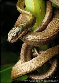 Boiga Nigriceps The Black Headed Cat Snake Is Snake Beautiful Snakes Reptiles And Amphibians