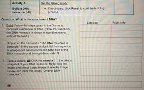 The building dna gizmo™ allows you to construct a dna molecule and go through the process of dna replication. Solved Activity A Build A Dna Molecule 18 Get The Gizm Chegg Com