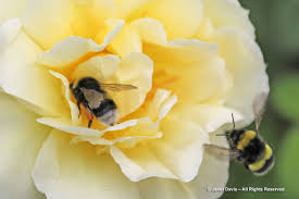 Image result for Bombus cryptarum