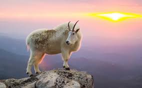We have 64+ background pictures for you! Mountain Goat Wallpapers Wallpaper Cave