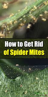 Keeping your plants away from the hot afternoon sun or setting a humidifier close to the plants is an excellent way to discourage spider mites. How To Get Rid Of Spider Mites Easy Balcony Gardening