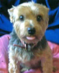 I remember the day I eventually found Box Hill, the embarrassingly weedy  gradient embedded in the 2012 Olympics bike race. At first, I was believing  the propaganda. I was expecting something at