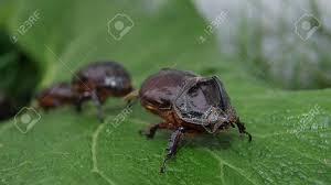 Check spelling or type a new query. String Of Rhinos Beetles Crawling On Green Leaf Stock Photo Picture And Royalty Free Image Image 35962870