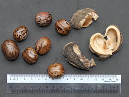 Image result for Hevea brasiliensis