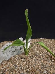 Image result for Sansevieria scimitariformis