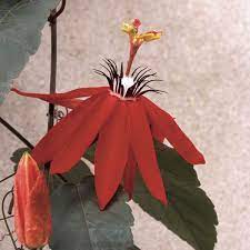 Passion Flower Red Passiflora Coccinea My Garden Life