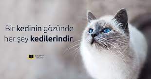 kedi sozleri kediler ile ilgili komik resimli sozler kedilerle ilgili sozler kedi mesajlari kedili gunaydin mesaji o kedi buraya gelecek s kedi komik cats