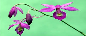 Image result for Polystachya cribbiana