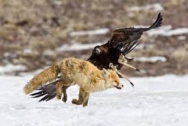 We did not find results for: Soar Like An Eagle Part 1 The Spanish Imperial Eagle Steemit