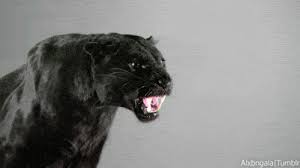 Find funny gifs, cute gifs, reaction gifs and more. Gif Black Panther Animated Gif On Gifer