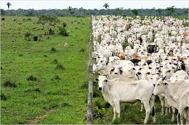 A Brazilian Cattle Farm A Brilliant Photograph Cattle Amazon Rainforest Cattle Farming
