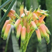 Image result for Aloe cooperi